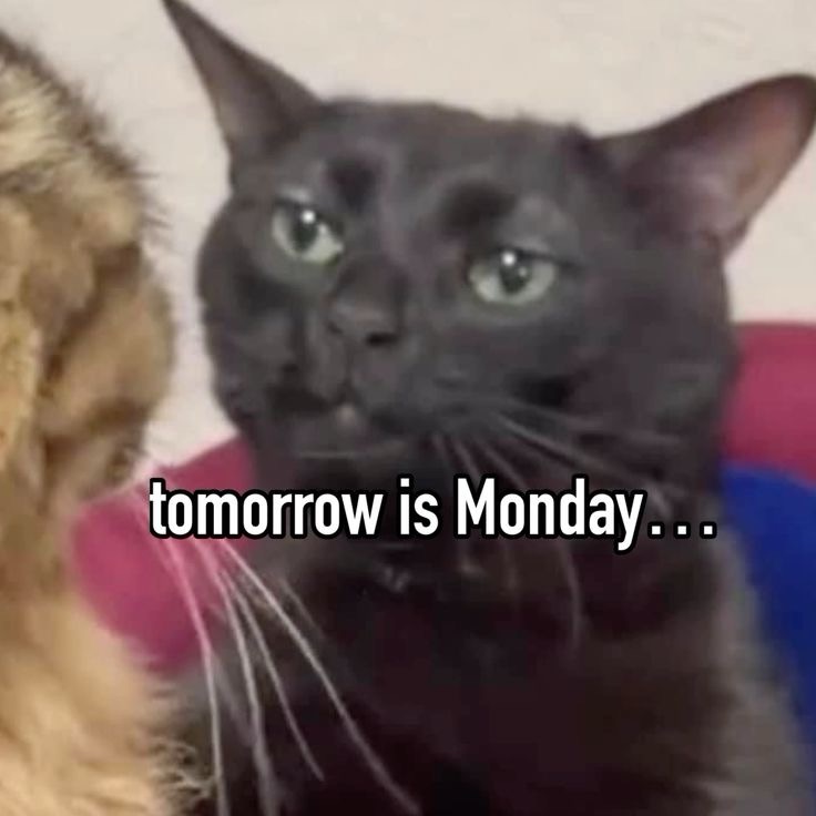 You Don’t Have to Hate Mondays (For real)! Do This&nbsp;Instead